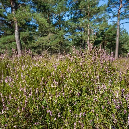 Mile Z Basenem - Tatil parkı