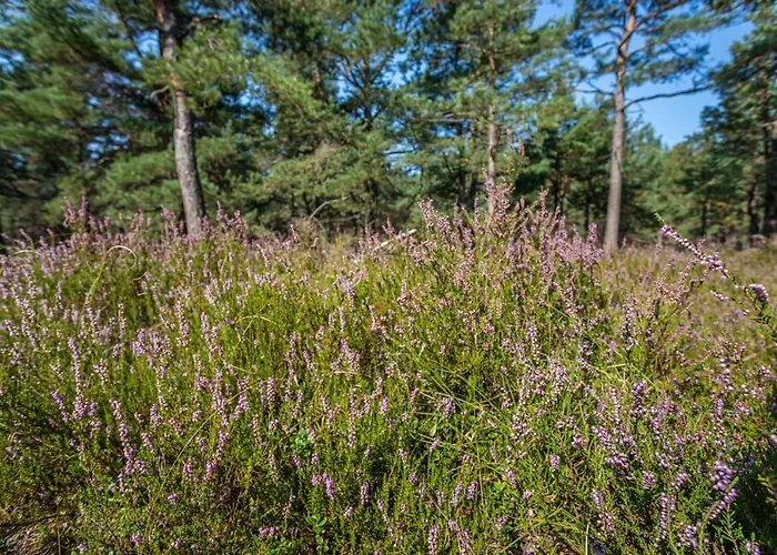 Mile Z Basenem - منتزه العطل